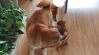 Mom coming to the rescue!