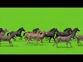 Horses and Camels Animal Stampede Green Screen | Mad Animals Running In One Frame