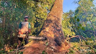 THE DIFFICULTY OF FELLING HIGH AND SLICED TREMBESI TREES ‼#stihl#ms660#070shake