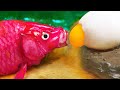 Stop Motion Mukbang - Ostrich egg genetic mutation hatched Pink Carp in Primordial Mud ASMR Relaxing