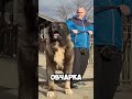ТОП-5 сильных пород собак  #animals #dogs #shortsfacts #shorts