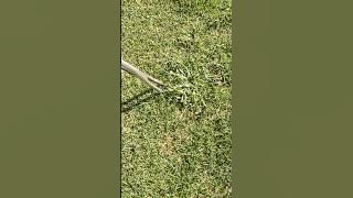 How to use the weeding tools