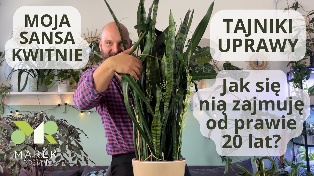 Moja sansevieria kwitnie! Jak si ni zajmuj od prawie 20 lat? Tajniki  uprawy sansevierii.