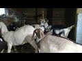 Кормление коз!#рационкоз #корма #козы