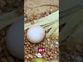 ВИЛЛИ В ДОМИКЕ! РЕАЛЬНОЕ ВИДЕО С ПОПУГАЕМ / Gäste bei Willi im Häuschen! Echtes Video