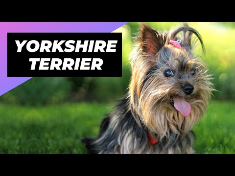 Video: Ali Yorkshire Terriers Make Great Pets?