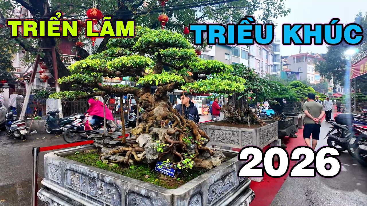 Khai mạc Triển Lãm Cây Cảnh làng Triều Khúc 2026 || Khu trưng bày cây cỡ đại
