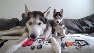 Husky Puppy and Dad&#39;s First Few Months Together!