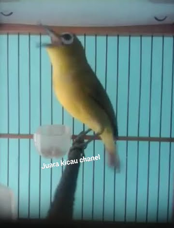 Burung Pleci dakbal nembak sejalur cocok buat masteran pleci lain #kicaumania #burung #burungkicau