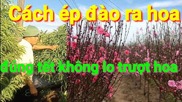 Cách ép cây đào ra hoa đúng tết âm lịch không lo cây đào trượt hoa, kỹ thuật chăm sóc cây đào