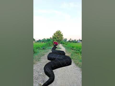 Python Snake Chasing Boy Video #shorts - YouTube