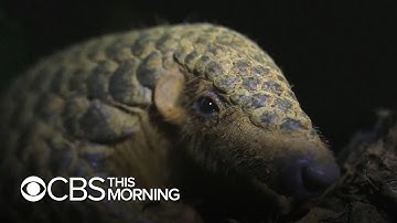 Pangolins could face greater threat due to coronavirus fears