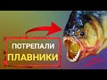 Отрастут ли плавники?