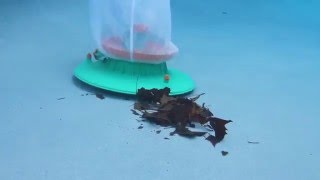 The Pool Blaster Leaf Demon