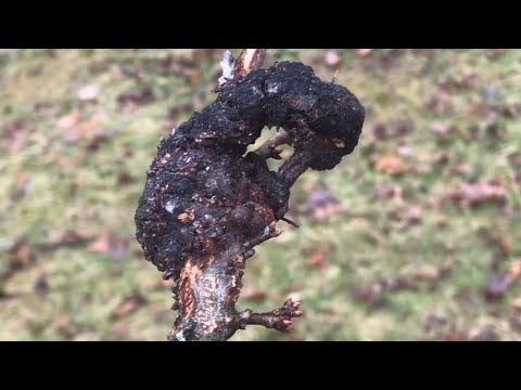 IDENTIFY black knot fungus on your cherry or plum tree  (and FIX the problem)