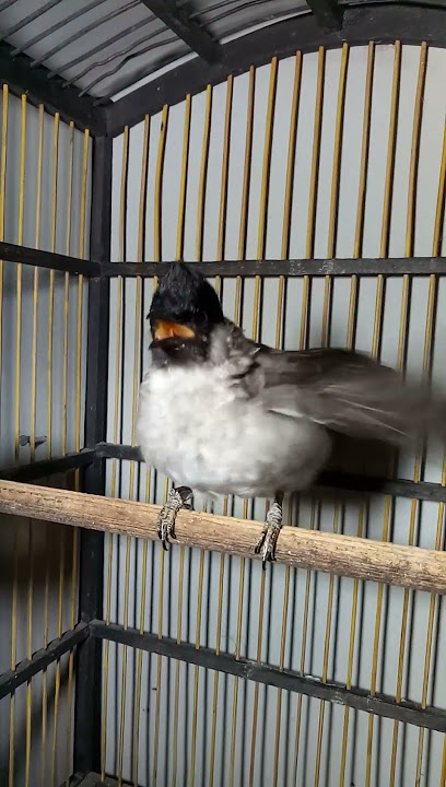Suara burung kutilang gacor full ngoceh