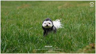 SSOOOK Wear – SSOOOK Japan
