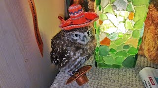 The fastest owl in the Wild West! That's it, owl in the hat, turn off the Internet
