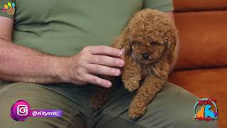 Poodle ırkı köpeğimin bacak boyu diğer Poodle&#39;lara göre daha kısa, köpeğim Maltipoo olabilir mi ?