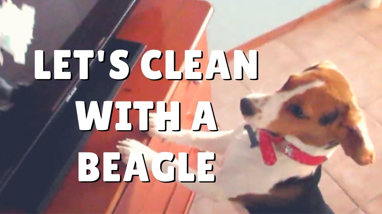 Cleaning with PUPPY BEAGLE - YouTube