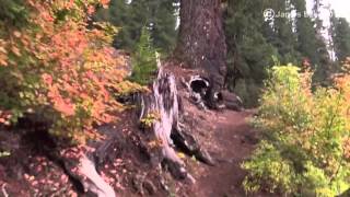 Virtual Hike Old Growth Forest 1 Hour -Lake Lava Rock -Actual Audio