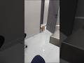 الحاله جت 😂 #cats #viral #orangecat #funny #pets #قطط #اكسبلور #cute