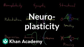 Neuroplasticity | Nervous system physiology | NCLEXRN | Khan Academy