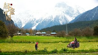 西藏波密县有个中国最穷的人间宝地，村民雪山脚下种青稞小麦，每日上山采集各种珍贵虫草药材，可当地老百姓的收入为何迟迟上不去？【山海录】