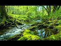 Gentle Sounds of Quiet Forest, Stream Flow and Distant Birds Singing, Healing Ambience ASMR