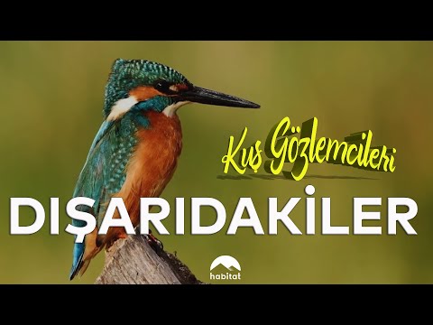 Video: En büyük yırtıcı kuş: açıklama, habitat, fotoğraf