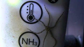 Another weird Critter