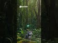 A grey cat came across curse forest to find a treasure