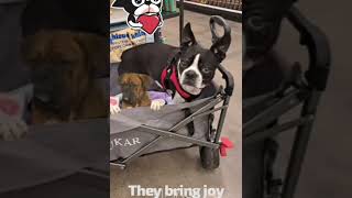 Dogs Bring So Much Joy 😊 Resimi