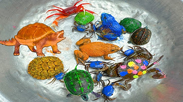 Kem Ốc và cua Chanel lái xe công nông đuổi theo con cua, cua xanh, cua đỏ, rùa màu sắc, con ếch, cóc