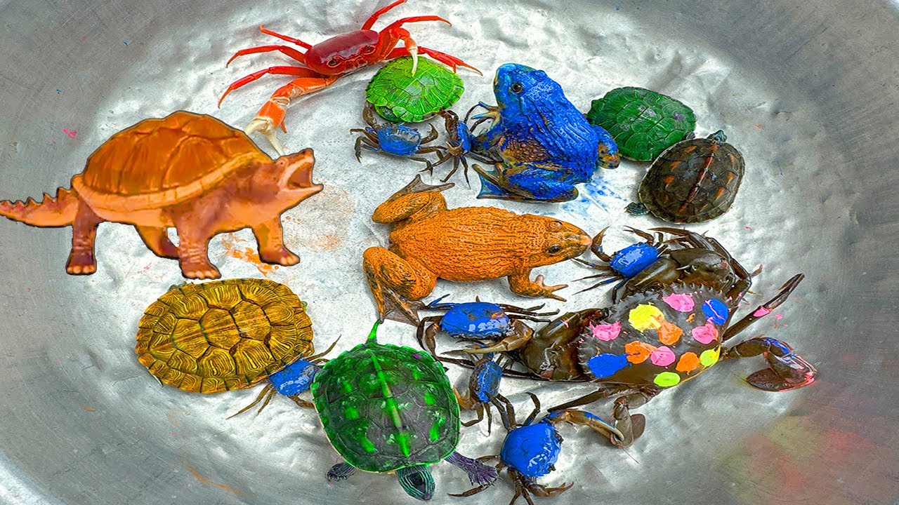 Kem Ốc và cua Chanel lái xe công nông đuổi theo con cua, cua xanh, cua đỏ, rùa màu sắc, con ếch, cóc