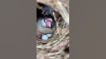Java Sparrow || with her chicks || Java Breeding || Fawn Java