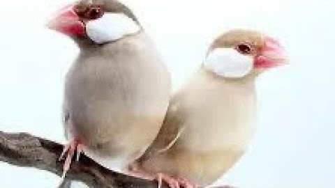 Java Sparrow || with her chicks || Java Breeding || Fawn Java