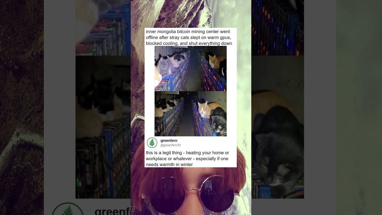 Stray Cats Accidentally Shut Down Entire Bitcoin Mining Farm - YouTube