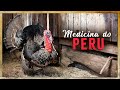 Medicina e Meditação do Animal de Poder Peru