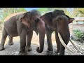 baby girl and elephant elephant love ❤️