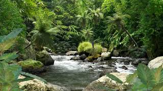Musique Relaxante Siyotanka et Sons de Forêt Tropicale Pour Apaiser les Esprits, Sentez La Nature