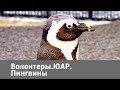 Волонтеры. ЮАР. Пингвины | Живая Планета