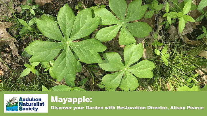Mayapple Transplant - Discover your Garden with Al...