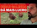 POUCO INVESTIMENTO, MUITO LUCRO. Saiu de um ramo para CRIAÇÃO DE GALINHAS CAIPIRA.