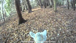Squirrel Cam: a tour of DeYoung Natural area trail
