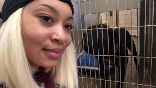 Animal Shelter VLog part 1