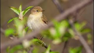 The song of the Willow Warbler - Learn to recognize the Willow Warbler sounds | 10 Hours