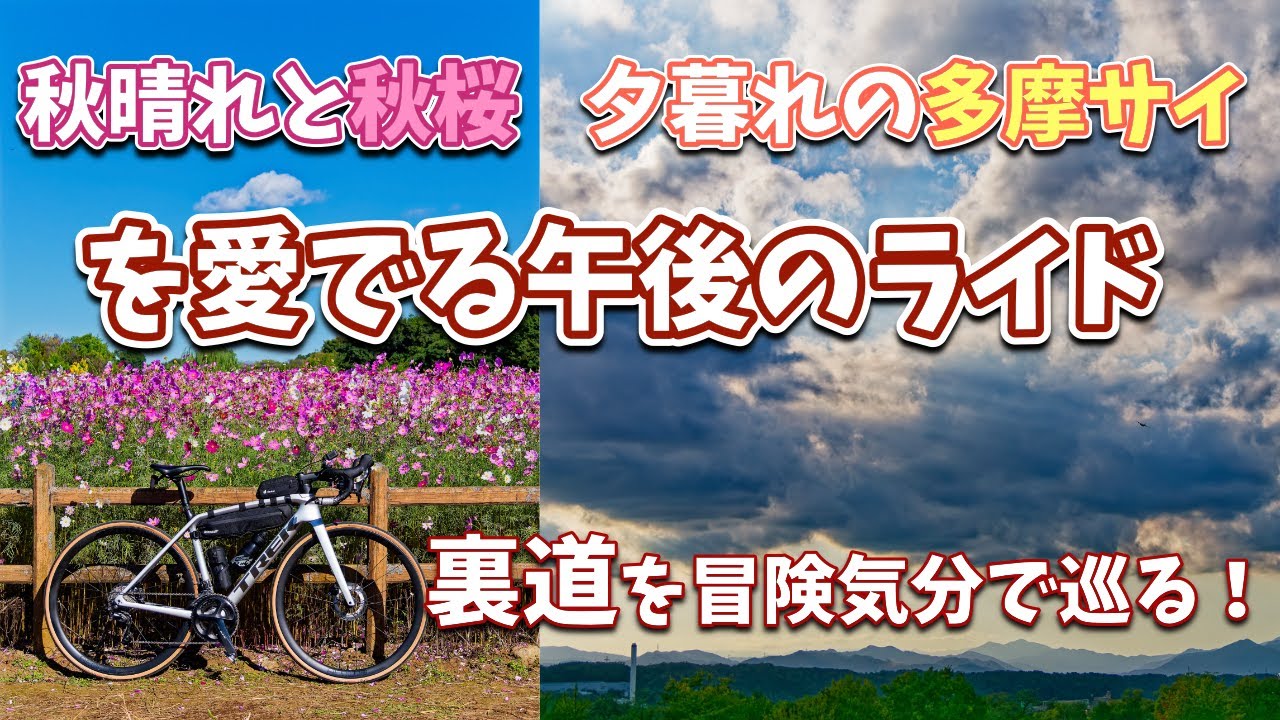 秋桜と夕陽を愛でる午後のライド〜裏道を探検気分で巡っていくと思わぬ発見も！