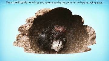 NCERT Class 7 English An Alien Hand | Chapter 1: The Tiny Teacher