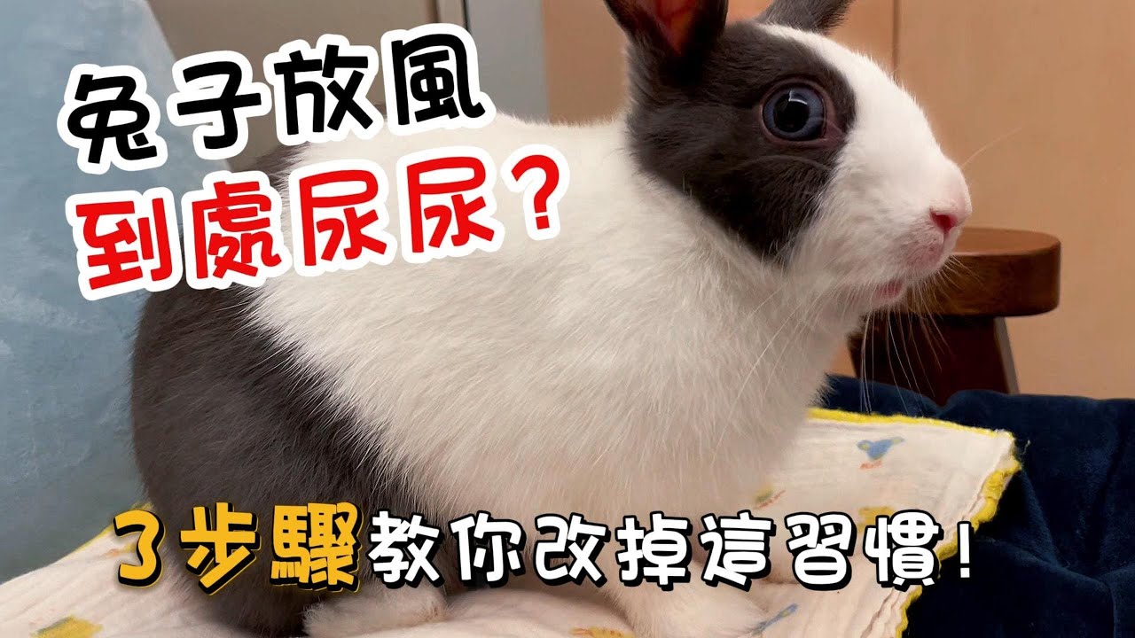 兔子放風不等於滿地尿！全屋跑也能定點上廁所的3個關鍵步驟｜兔子廁所訓練第2集